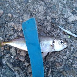 アジもガシラも小さい